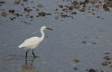 white little egret (egretta garzetta) wading in shallow water on a rocky shore