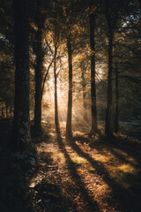 Obraz premium Golden sunlight filtering through tree branches creating dappled shadows on a forest floor.