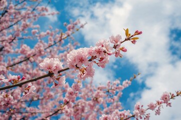 Obraz premium Springtime pink flowers on a tree branch under a clear blue sky