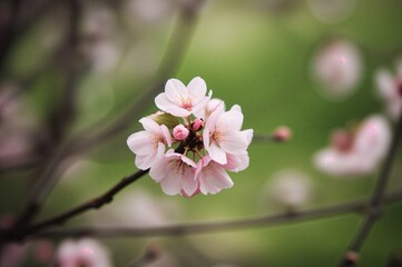 Obraz premium Cherry blossoms with soft focus and natural setting, springtime flora and greenery