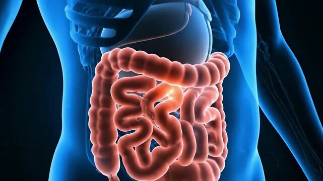 Engaging animation of human digestive system for medical education or pharmaceutical marketing