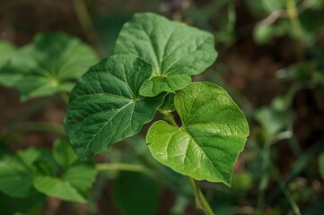 Centella plant leaves close-up