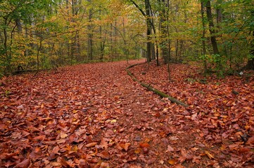 Every footstep stirs the foliage, spreading the distinct scent of autumn through the fresh breeze.