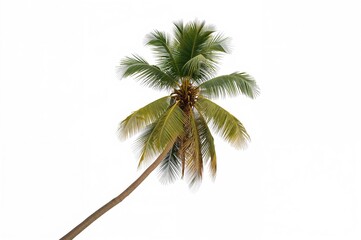 Fototapeta premium Tilted coconut palm tree on a plain white backdrop