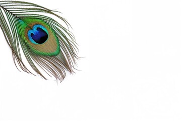 Obraz premium Close-up of a peacock feather against a plain white backdrop