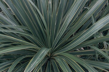 Ti plant, also known as palm lily, cabbage palm, and good luck plant, scientific names include Convallaria fruticosa L., Asparagus terminalis L., Cordyline terminalis, or andong in Indonesian