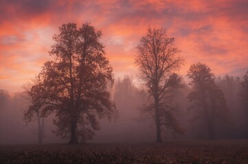 Fototapeta premium Foggy Woodland Scene with Haze and Trees