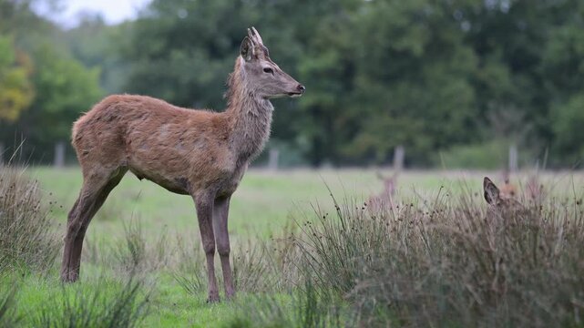Red deer brocket stretching and getting up a lying hind with its anterior paw then they smell each other. in a plain in a park. Cervus elaphus, Juncus effusus, Sologne, Loiret, r&eacute;gion Centre, France