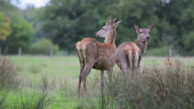 Red deer brocket and hind with courting behavior in a plain in a park during the rut. Cervus elaphus, Juncus effusus, Sologne, Loiret 45, r&eacute;gion Centre, France, European Union, Europe