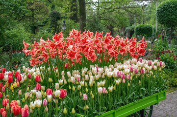 Obraz premium Bright amaryllis blossoms flourishing alongside a vivid assortment of red, white, and pink tulips on a lively green cart amidst rich foliage.