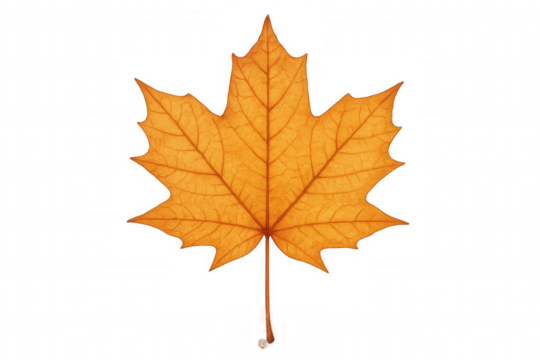 Orange maple leaf displaying rich fall colors and detailed venation, representing autumn, changing seasons, and natural transition