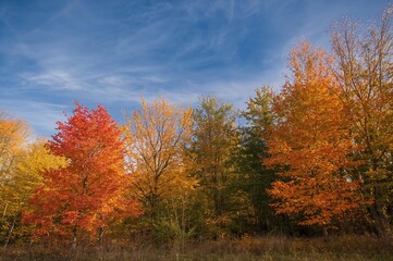 Fototapeta premium Vibrantly colored foliage in fall scenery