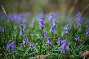 Floral colors and plant development in gardens affected by environmental contaminants, blooming scenes in natural settings