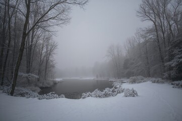 Dense fog enveloping a woodland landscape