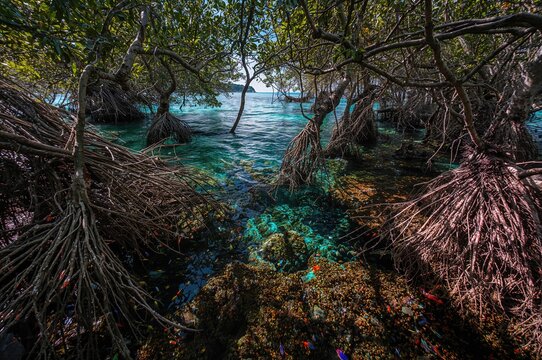 Unique prop roots of a mangrove forest supporting diverse marine species