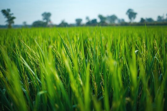 Growing rice in a verdant paddy field with close-up of lush green plants