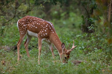 Obraz premium Stunning high-definition photo of a spotted deer feeding in a vibrant woodland, ideal for wildlife enthusiasts, decorative prints, and learning resources