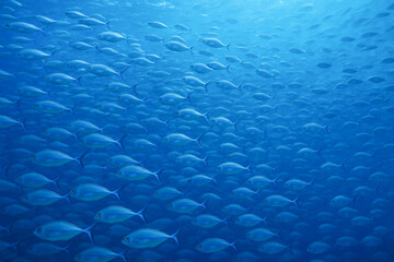 Beautiful school of blue sea fish swimming underwater in tranquil ocean environment. concept of marine wildlife, ocean life, underwater exploration