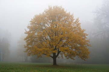 A lone tree adorned with golden-yellow foliage in a foggy countryside setting, inspiring calmness and the essence of autumn.