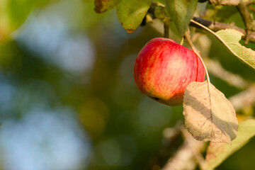 Fresh ripe apple growing on a branch in orchard	