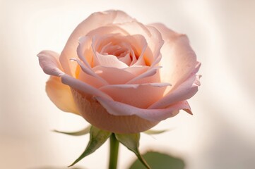 Close-up shot of a beautiful, oversized rose blossom.