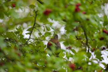 Female blackbird hiding quietly among green leaves in natural habitat
