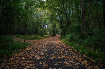 A peaceful trail blanketed with autumn leaves, embraced by lush greenery in the forest. Ideal for themes of nature, adventure, or mindfulness. Concept: Calmness and harmony with the natural world.