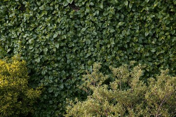Naklejka premium Lush greenery with vibrant boxwood and a hedge of Tidewater Green leaves in a natural setting. Popular color choice.