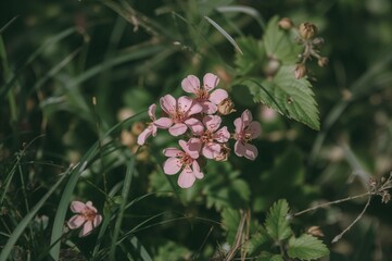 Small Cluster of Blossoming Natural Buds