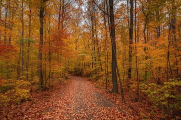 Obraz premium Trail Through a Colorful Mixed Hardwood Forest in Fall