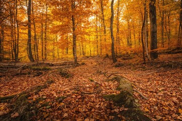 Fototapeta premium Texture of untamed fall woodland