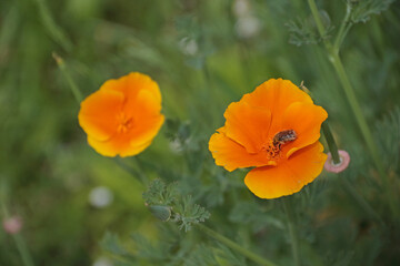 Fototapeta premium Rosenkäfer