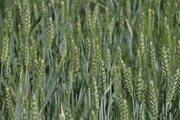 Weizen Ähren im Detail
