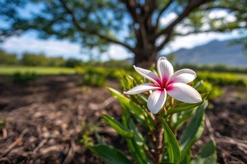 Fully Bloomed Pink and White Plumeria Flower