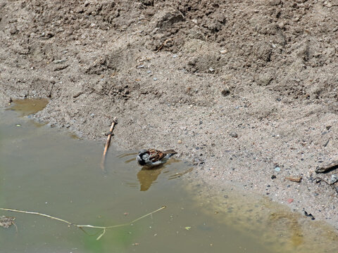 ein badender Sperling an einem Teich