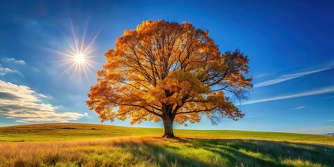 A lone oak tree stands tall against a bright blue sky on an autumn day with sunlight casting long shadows across the grass