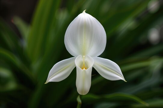 Green foliage backdrop with a single white Sobralia orchid bloom