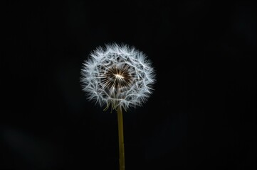 Fototapeta premium Light-colored dandelion seeds against a black background