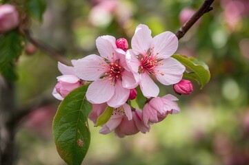 Obraz premium Stunning Pink Blossoms in a Lush Garden, Vibrant Pink Tree Flowers in Full Bloom, Close-Up of Gorgeous Flowers as a Backdrop, Detailed View of Flowering Fruit Tree Branch