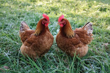 Fototapeta premium A pair of chickens standing on snowy grass in a garden