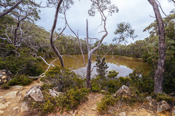 Lake Dobson in Mt Field National Park Tasmania Australia