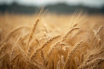 Fototapeta premium Conceptual illustration of rising prices in grain markets