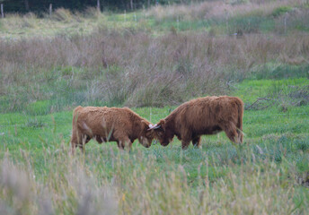 vaches de la race Highland cattle en Bretagne