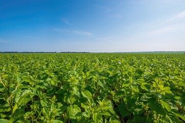 Lush soybean crops flourish beneath a bright blue sky, soaking up the gentle afternoon sunlight as they extend far into the distance