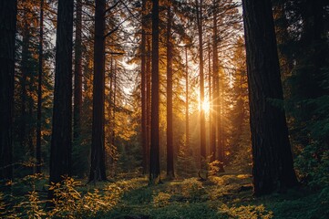 Fototapeta premium Sunset glow on cedar trees with sun rays
