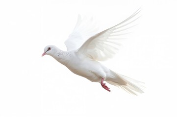 Obraz premium Isolated white dove seen from behind while flying against a white background