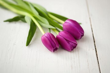 Purple tulips resting on a pale wooden table