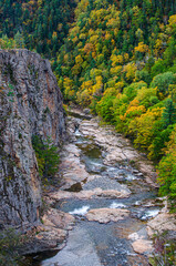 stream in the forest