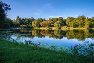 Aquatic flower with broad leaves