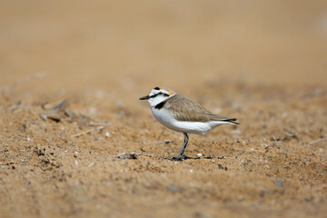A male Kentish plover (Anarhynchus alexandrinus) in winter plumage is photographed close-up on the sand.